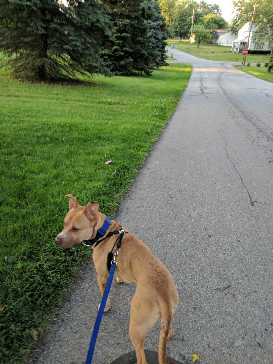 kade_allison's tweet photo. Ramos came home today! He got a new home, a new bed, and a few new toys! We played and walked and slept and oh boy was it fun :) https://t.co/EnZa0J47JJ