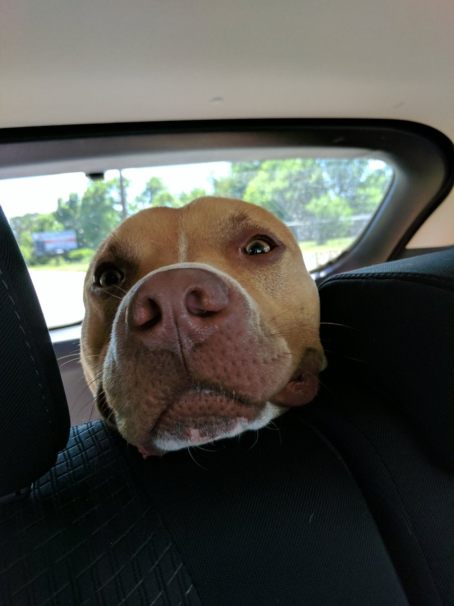 kade_allison's tweet photo. Ramos came home today! He got a new home, a new bed, and a few new toys! We played and walked and slept and oh boy was it fun :) https://t.co/EnZa0J47JJ