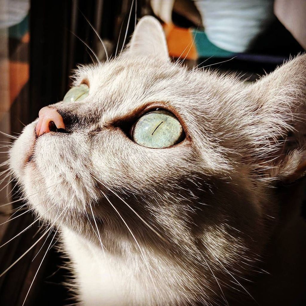 thecatberg's tweet photo. The sun, it's bright!!!! 😹

#burmilla #catoftheday #catsofinstagram #cat #cats #burmillacat #petsofinstagram #cats… https://t.co/cc89rJYhXL https://t.co/YGZQ86grae