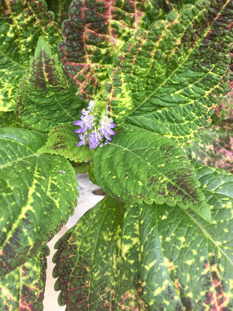 LEDFORHORTI's tweet image. A Director claimed himself too shy in front but leaking meeting diary to colleagues afterwards is not qualified in the position