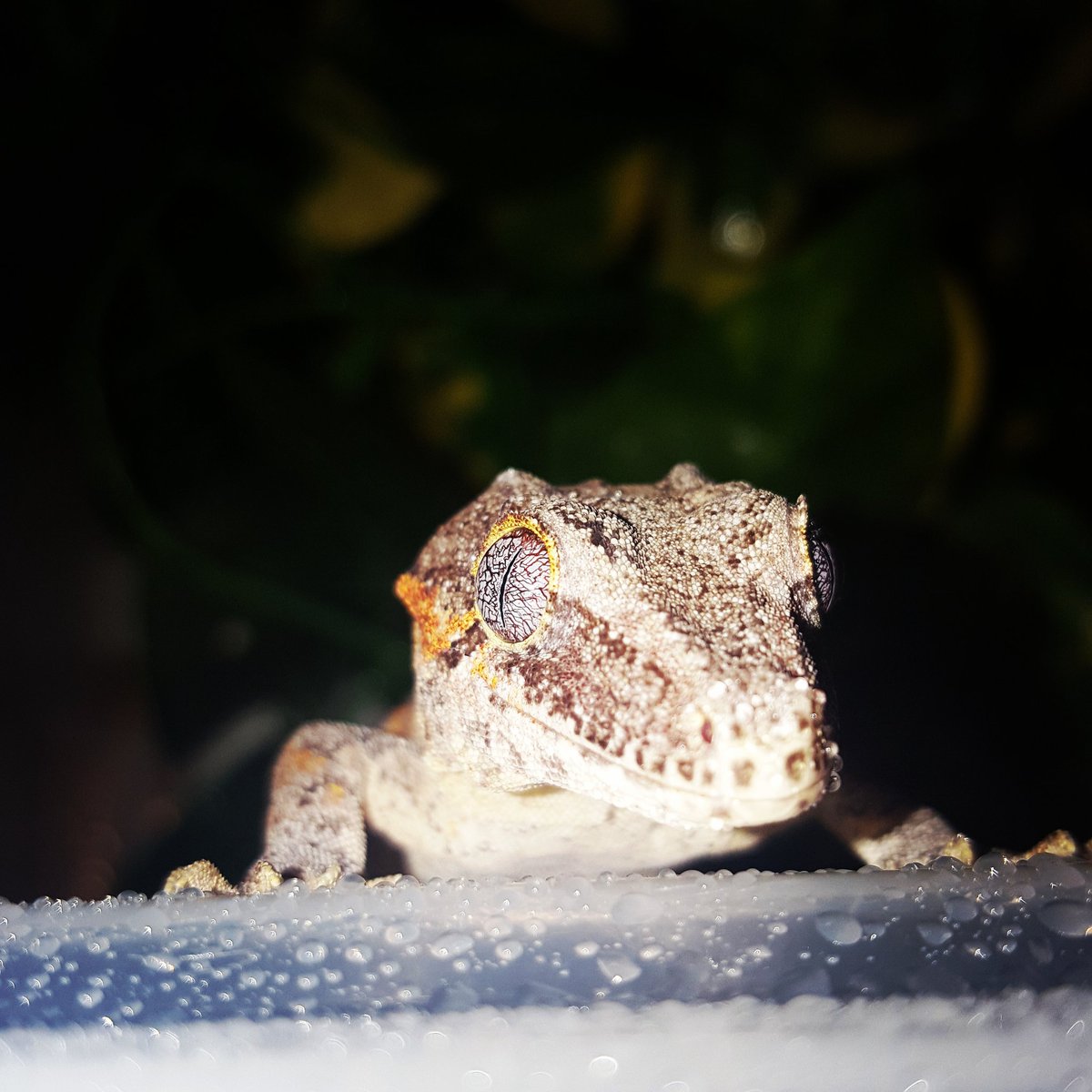 PCExotics's tweet photo. Tiny dinos https://t.co/6eesLEw6Jt