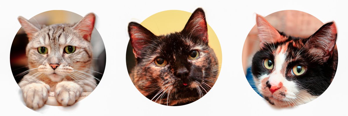 ひげねこ 猫 ツイッターのアイコンが丸くなってねこさん達の耳が隠れてしまうのが嫌だったので修正しました 丸窓から顔をちょこんと出してる感じが気に入ってます