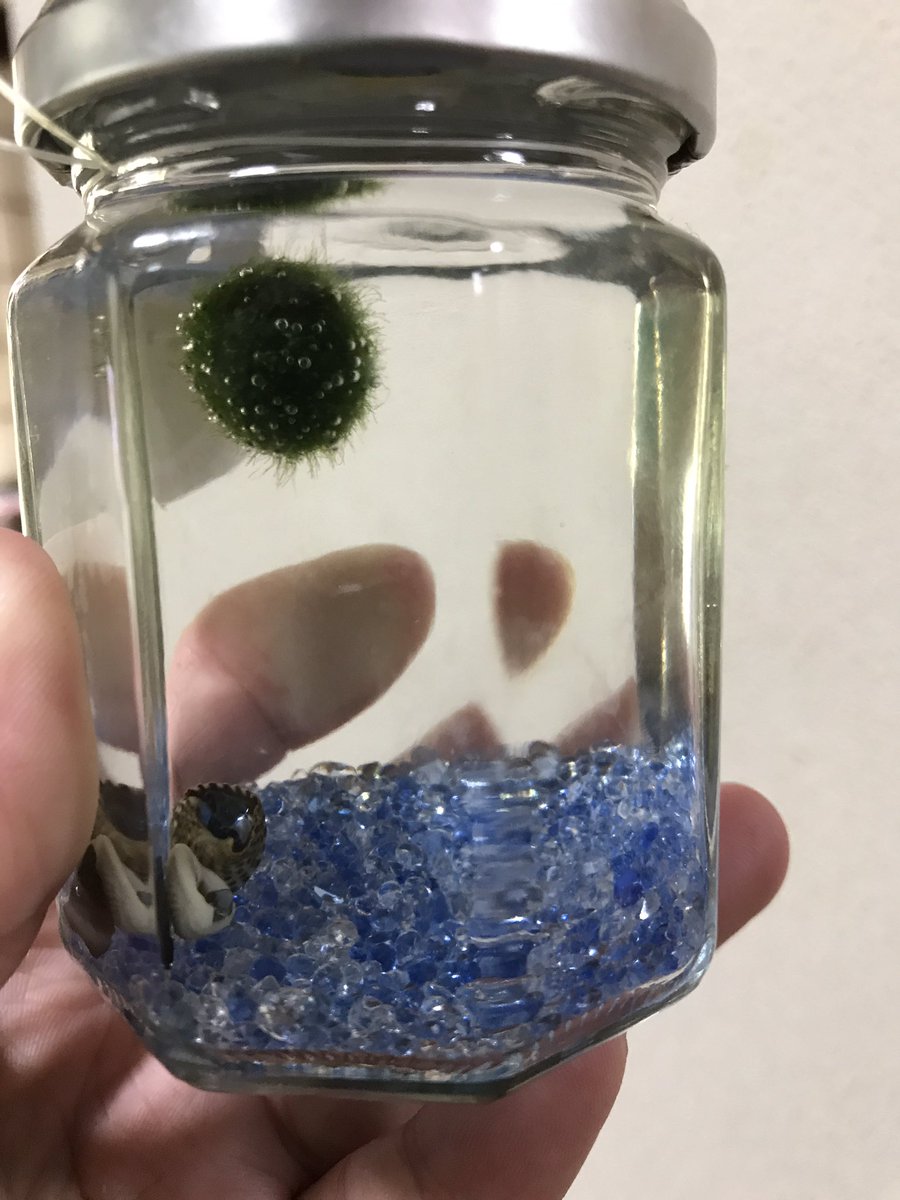 まりもは光合成をすると浮く 浮いた際の対処法 まりもの生態と育て方