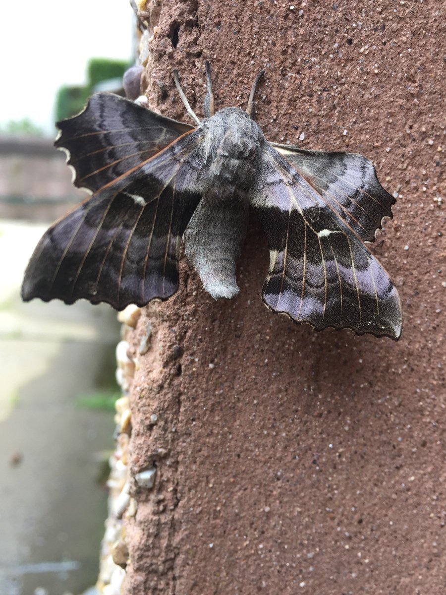 av8drones's tweet photo. Can someone identify this moth please #Av8drones#Woods##Moths# https://t.co/5N6n8Qxvyo