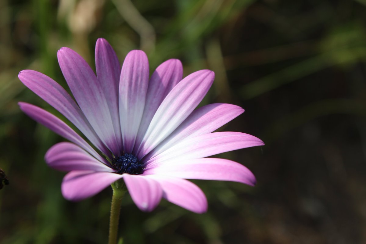 Vtifカスタマイズ Na Twitteru 花写っと 5月8日に虹の住人様 Rainbow 3992 に オステオスペルマムかも と教えて頂いた花 右 今日撮って調べたらありました 左 右のはスプーン咲き オステオスペルマム 別名 アフリカンデージー 元気 無邪気 変わら