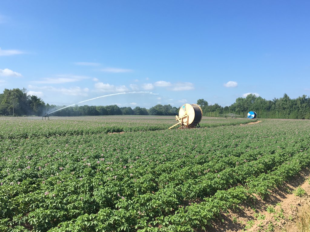 #irrigation #marispiper