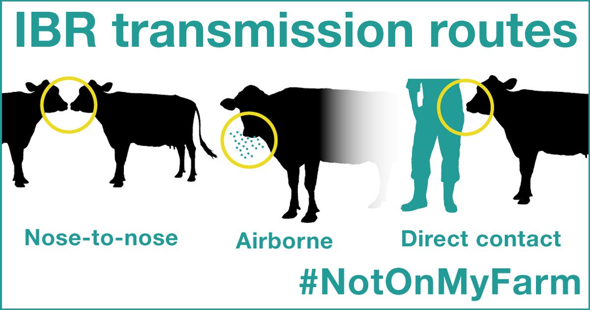 SenseHubGB's tweet photo. Direct contact is passing of the virus from infected to naïve animals, through physical contact #TransmissionTips https://t.co/2A2WylvRQp