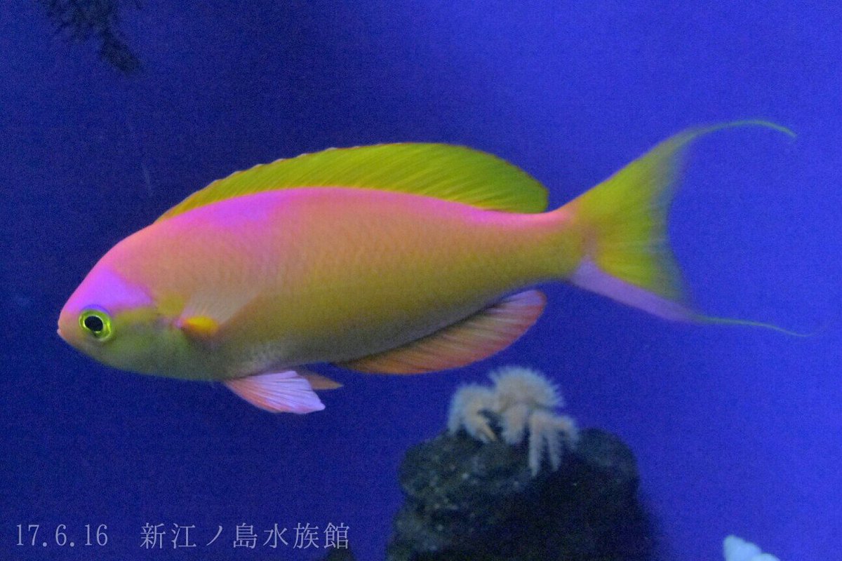 日本の海水魚bot A Twitteren シキシマハナダイ シキシマハナダイ科 レア度 自 水 鮮やかな色彩と糸を引く尾ビレが美しい魚 やや深みに群れで生活し よく釣りで漁獲される 日本海にも生息するが その見た目から度々熱帯魚と間違えられる T Co