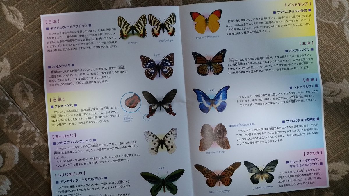 ぽこ 仙台旅行記 カメイ美術館vol 2 鳥のように羽の大きいトリバネチョウ 裏側から見ると梟のようフクロウチョウ どちらもとても好きな種類です フクロウチョウなんて 虫が苦手でなければ じっくり見ると 本当によく似ていて面白いですよね カメイ