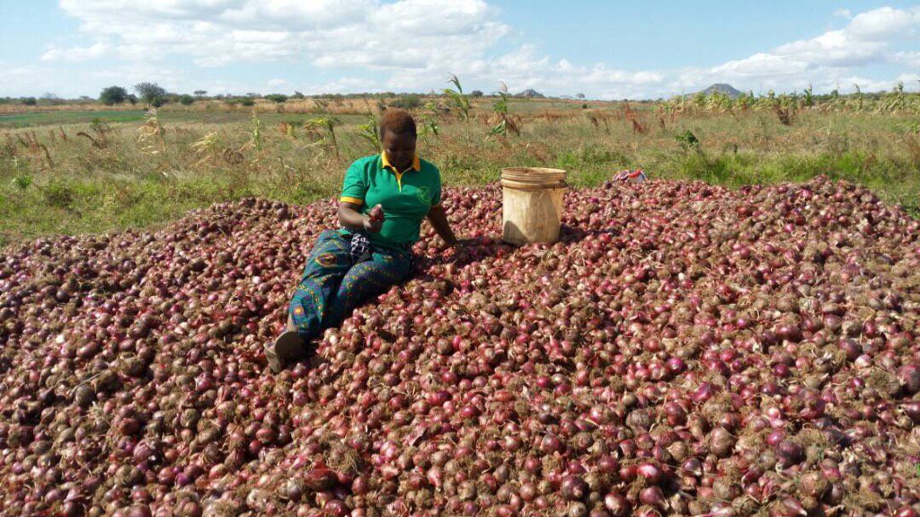 Kasesela's tweet image. Binti huyu kalima vitunguu hapa Iringa amekwama soko. Tunakaribisha wenye preservers equipment