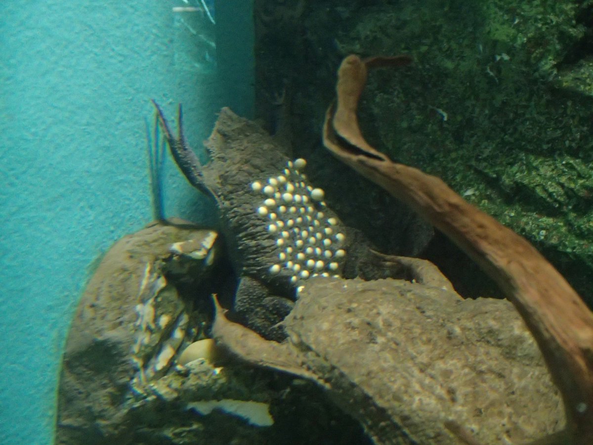 サンシャイン水族館 閲覧注意 サンシャイン水族館 の コモリガエル が産卵しました 背中に卵を産み付ける変わったカエルです 産み付けられた卵はそのまま背中で成長し 子ガエルが背中から出てくる驚きの生態をもつカエルです 抱卵ガエルの