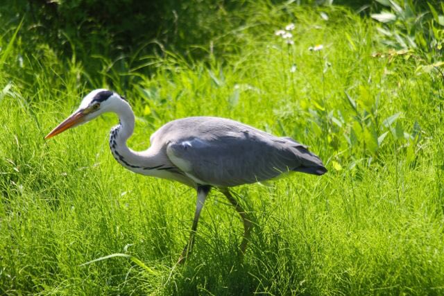#Tokyo is a #photographers dream. The city is diverse welcoming crowded where you can find solitude. #Japan #photography #travelphotography