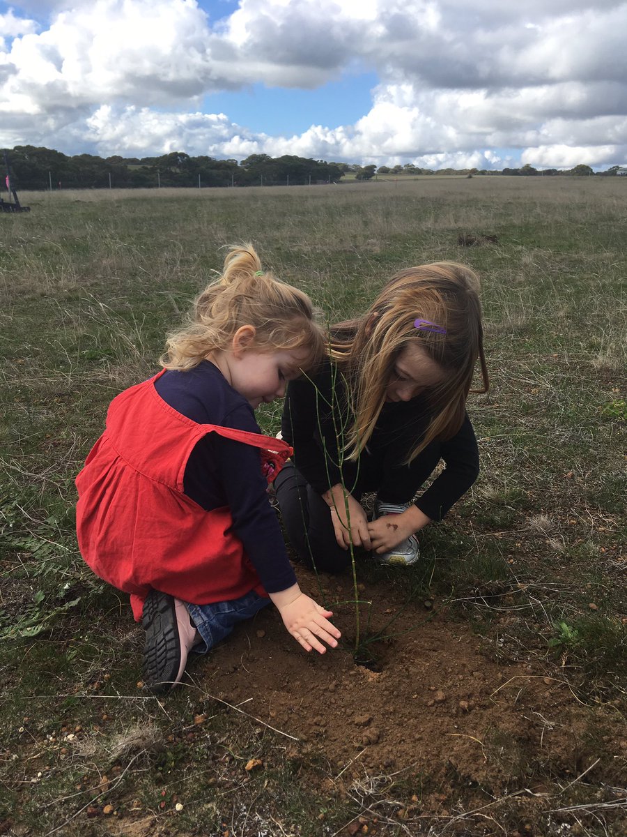 the future of KI creating future habitat for the glossy black cockatoo #kangarooisland #revegetation #communityplanting