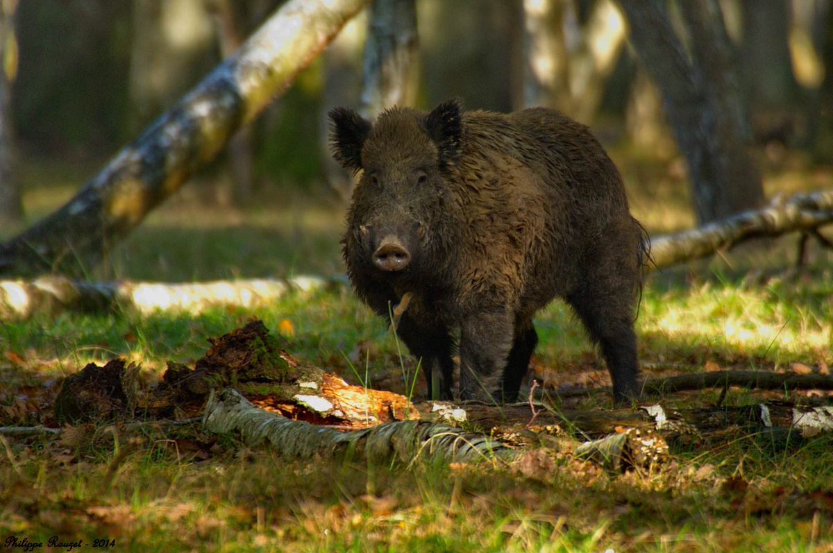 prjepson's tweet photo. If we want boar back we'll need to consider hunting them. My latest #rewilding thought piece https://t.co/5PNlnBAwuM #hunting #conservation https://t.co/AhI8l8PjG1