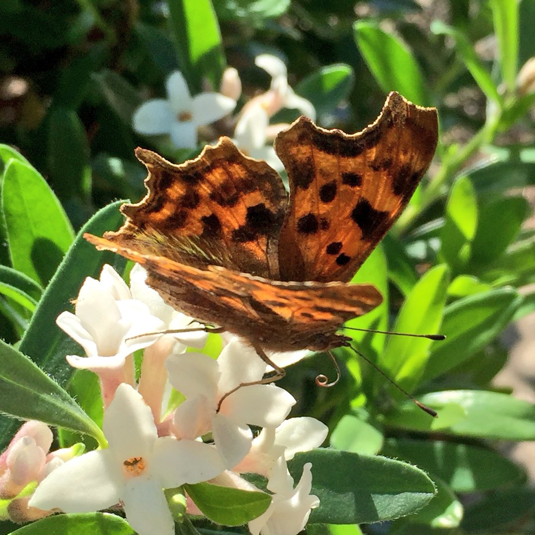 Comma butterfly on Daphne. She didn't mind.