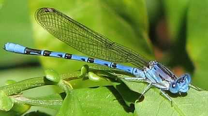 BRNicholson's tweet photo. Off to learn about Odonate (dragon-/damselfy) ecology and how to ID them today w/@WildLondon #obvz #teamodonata #averagesaturday 💯 https://t.co/4ersXxyS1P