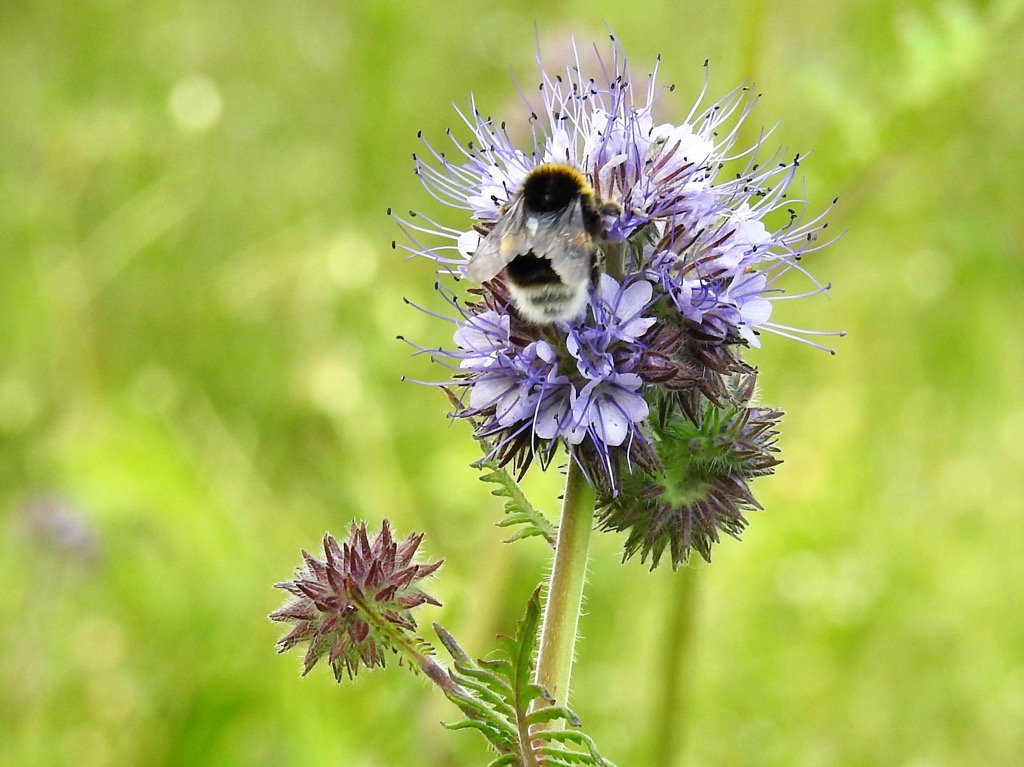 I’m counting bees for the Great British Bee Count goo.gl/i6Wun9 #GreatBritishBeeCount