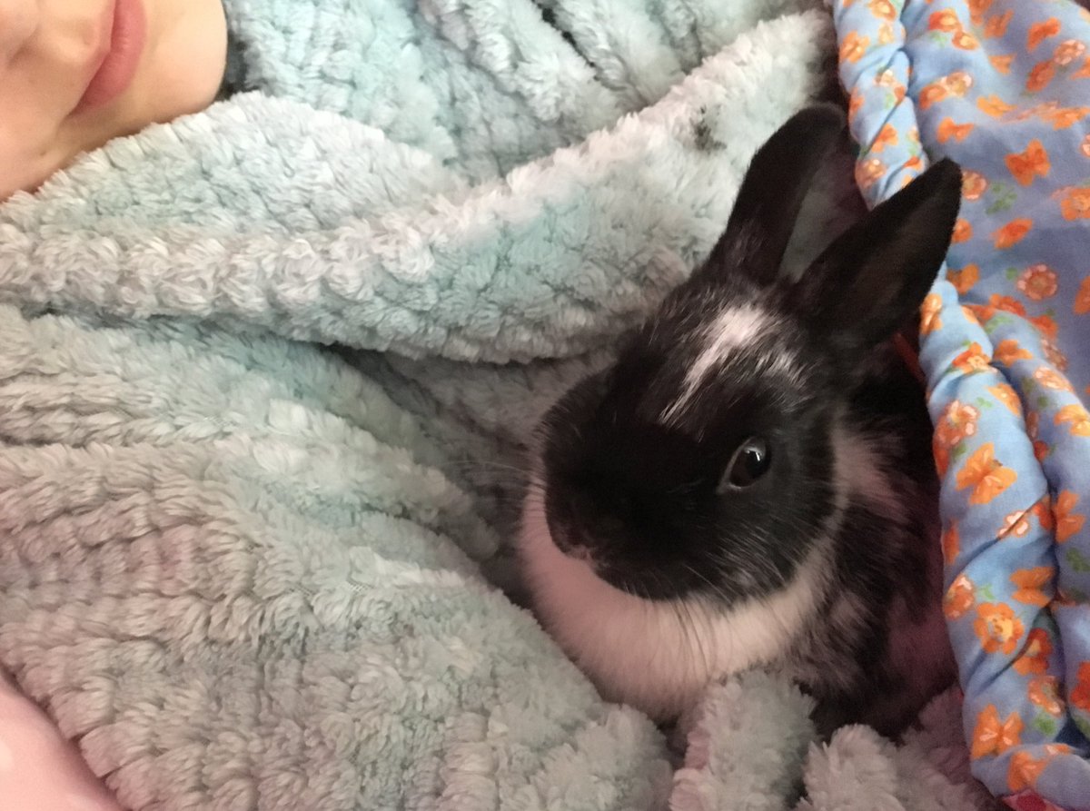 DearBunnies's tweet photo. #saturdaymorning lie in 👍🏻 https://t.co/OALoZc08Mv