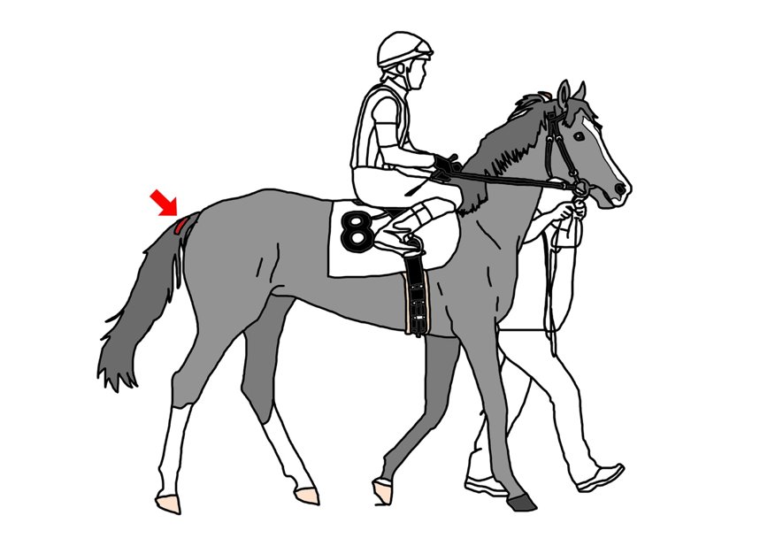 توییتر Jra Fun در توییتر 競馬クイズ たまに尻尾に赤いリボンみたいな物を付けている馬がいるよね このリボンはなんで付けているかわかるかな わかった人は Rtとファボしてね T Co Qjmd6t1gwm