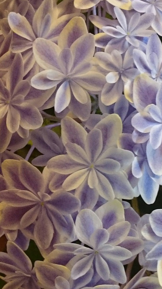 島根県が開発した紫陽花 万華鏡 が幻想的に美しい こんな品種もあるよ Togetter