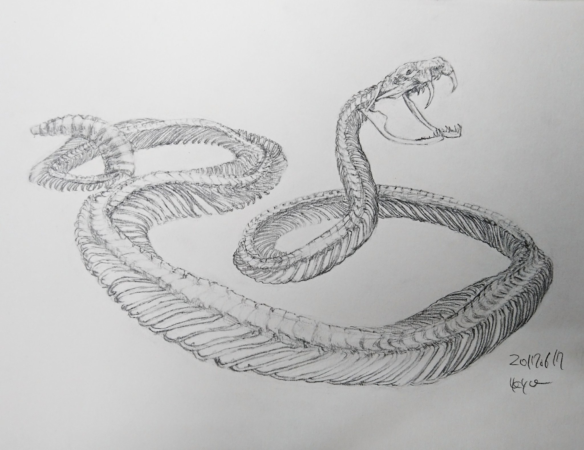蛇】鉛筆&色鉛筆画 風林火山