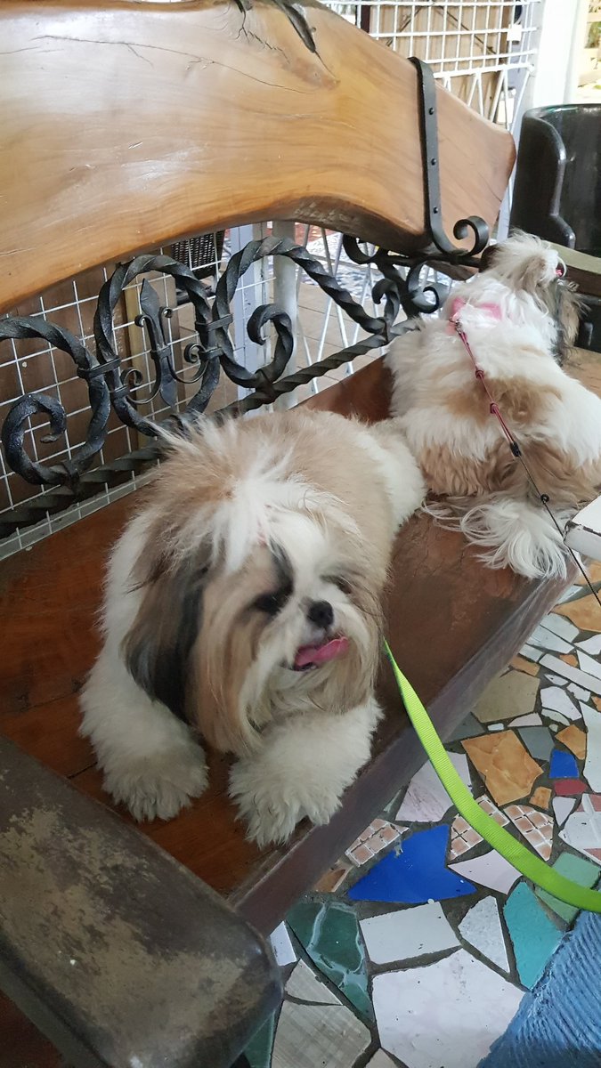imamastersniper's tweet photo. Dogs Day Out. 🐶❤😍
#Furbabies Mattie Onecho Katie
#RusticMornings
#ALDUBHappyFathersDay https://t.co/NBbgmlRbzg