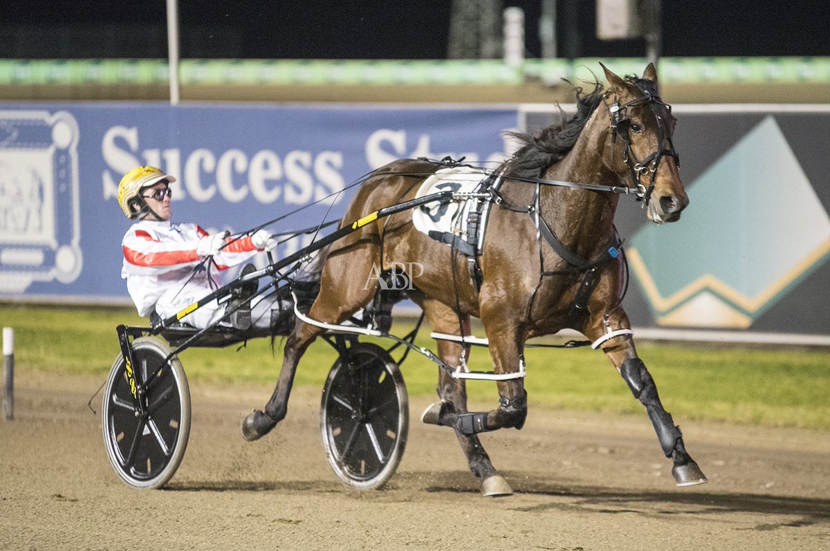 ashbrennanphoto's tweet photo. Breeders Challenge Semi Final 3YO Fillies - DONT THINK TWICE - @GrimsonJason #Trots https://t.co/HZMI0X2J5V