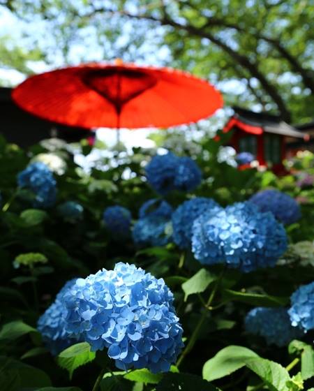 紫陽花見ごろになってきた！( ´▽｀)