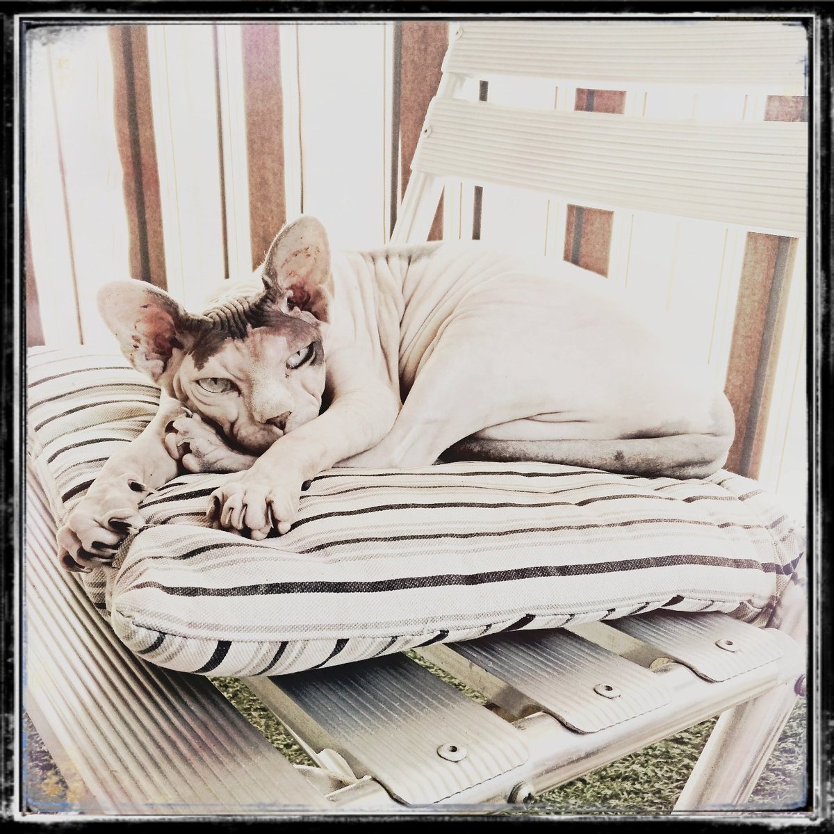 la_gozer's tweet photo. #sphynxcatofinstagram #gozerlagozerienne #hairlesscat #nakedcatsofinstagram #summertime #itshardtobeacat https://t.co/L3fUSfecBB