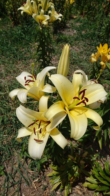 立て ば 芍薬 座れ ば 牡丹 歩く 姿 は カリフラワー