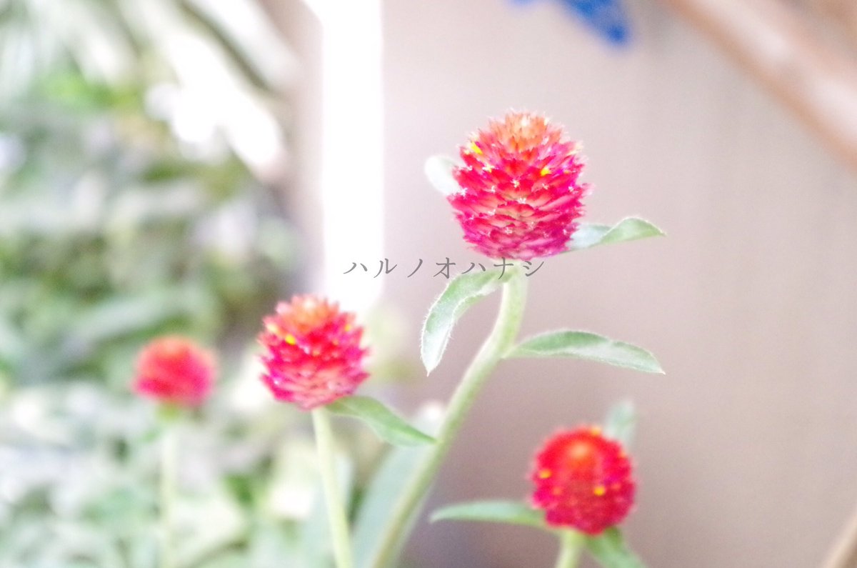 まかろに Twitter પર ベランダ先の女の子 ストロベリーキャンドル 花言葉 素朴な可愛らしさ 花 Flower Blume 赤 Red Rod Strawberry Candle ストロベリーキャンドル ファインダー越しの私の世界 写真好きな人と繋がりたい カメラ女子 T Co