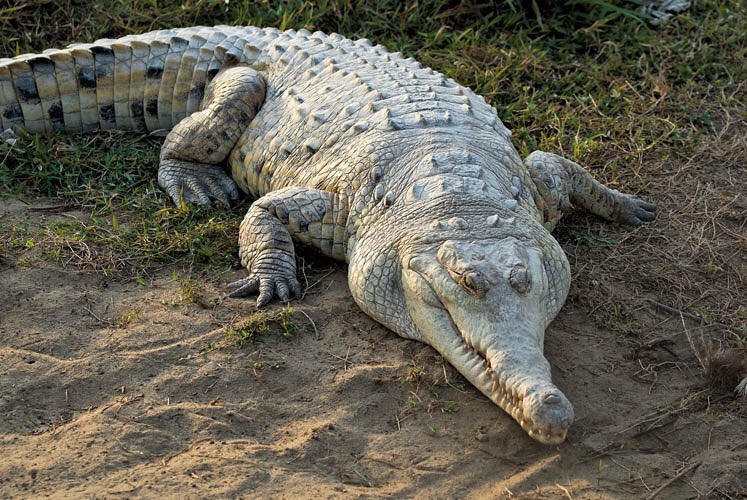 Cerocarreta's tweet photo. Da mucha felicidad ver la labor de la Fundacion Palmarito @Caimanllanero y de Jorge Londoño, protegiendo y reproduciendo el caiman llanero. https://t.co/hJDyoOaiMT
