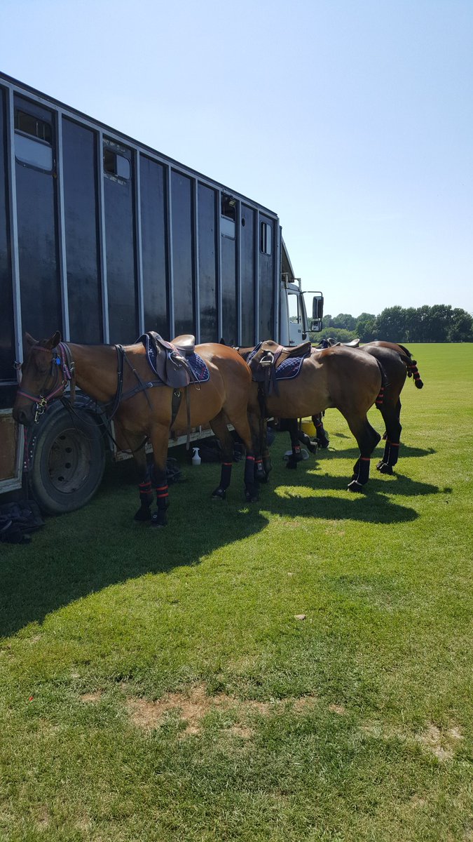 Conroy Polo tweet media