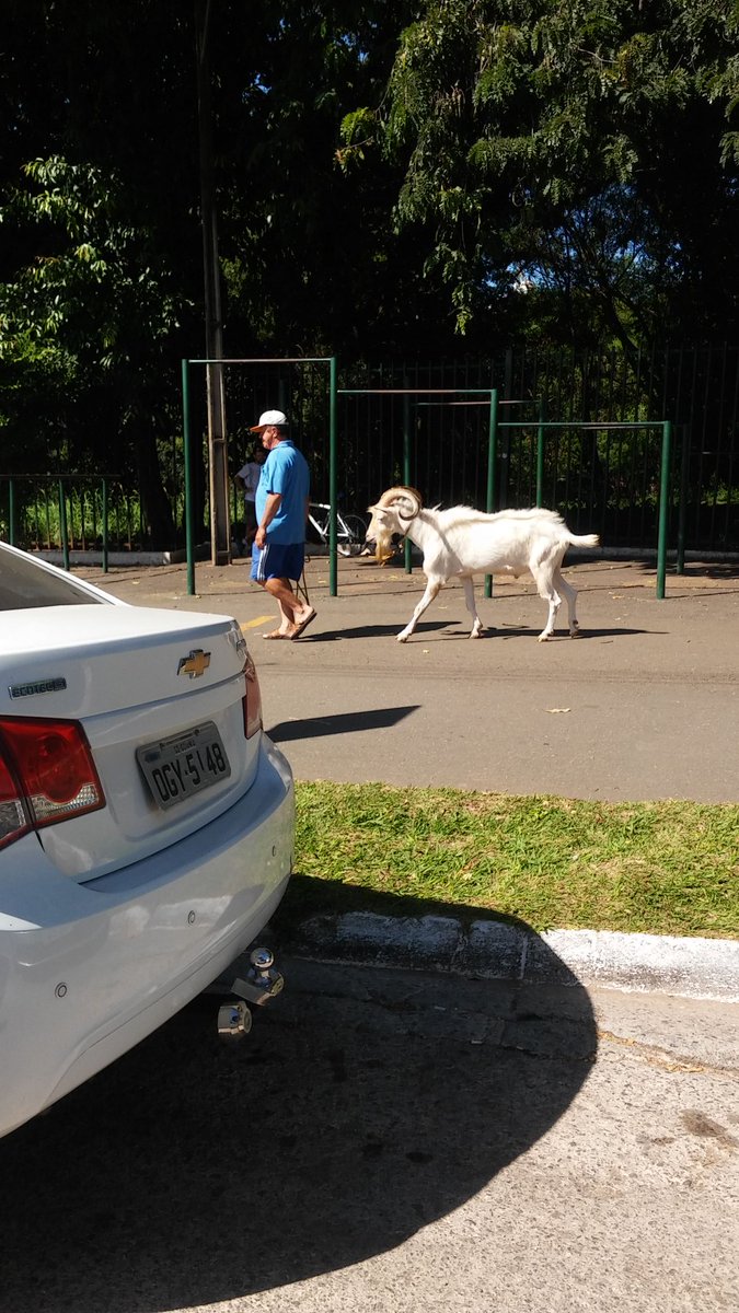 joaopaulobt99's tweet photo. Somente em Goiânia podemos ver alguém levando a cabra de estimação para um passeio matinal em pleno Areião https://t.co/LwxMht2r8f