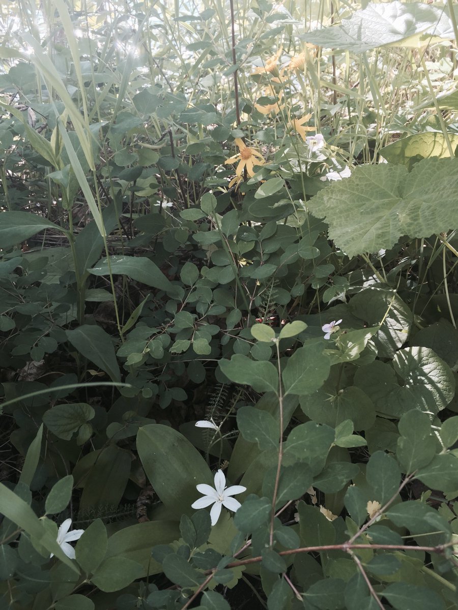 drjoend's tweet photo. Learning about #wildflowers #wateronlakes #drjoend https://t.co/PuaZeySBmO