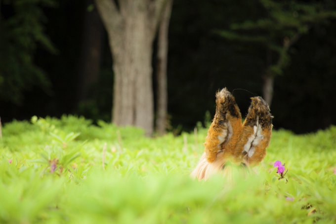 Twitterのコスプレ画像44