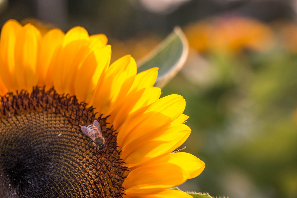 DynaaMiike's tweet photo. I may not be from UP but I always love it every time the sunflowers bloom https://t.co/hNQAyepMev