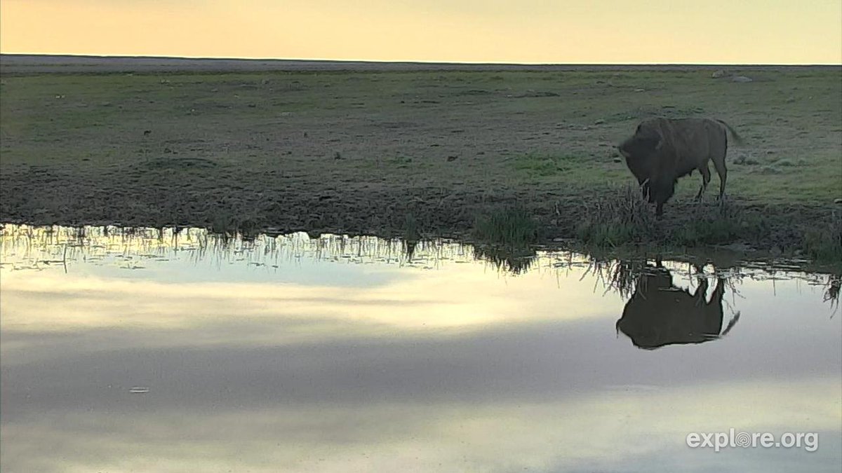 ParksCanada_SK's tweet image. A beautiful early morning scene in #GrasslandsNP.