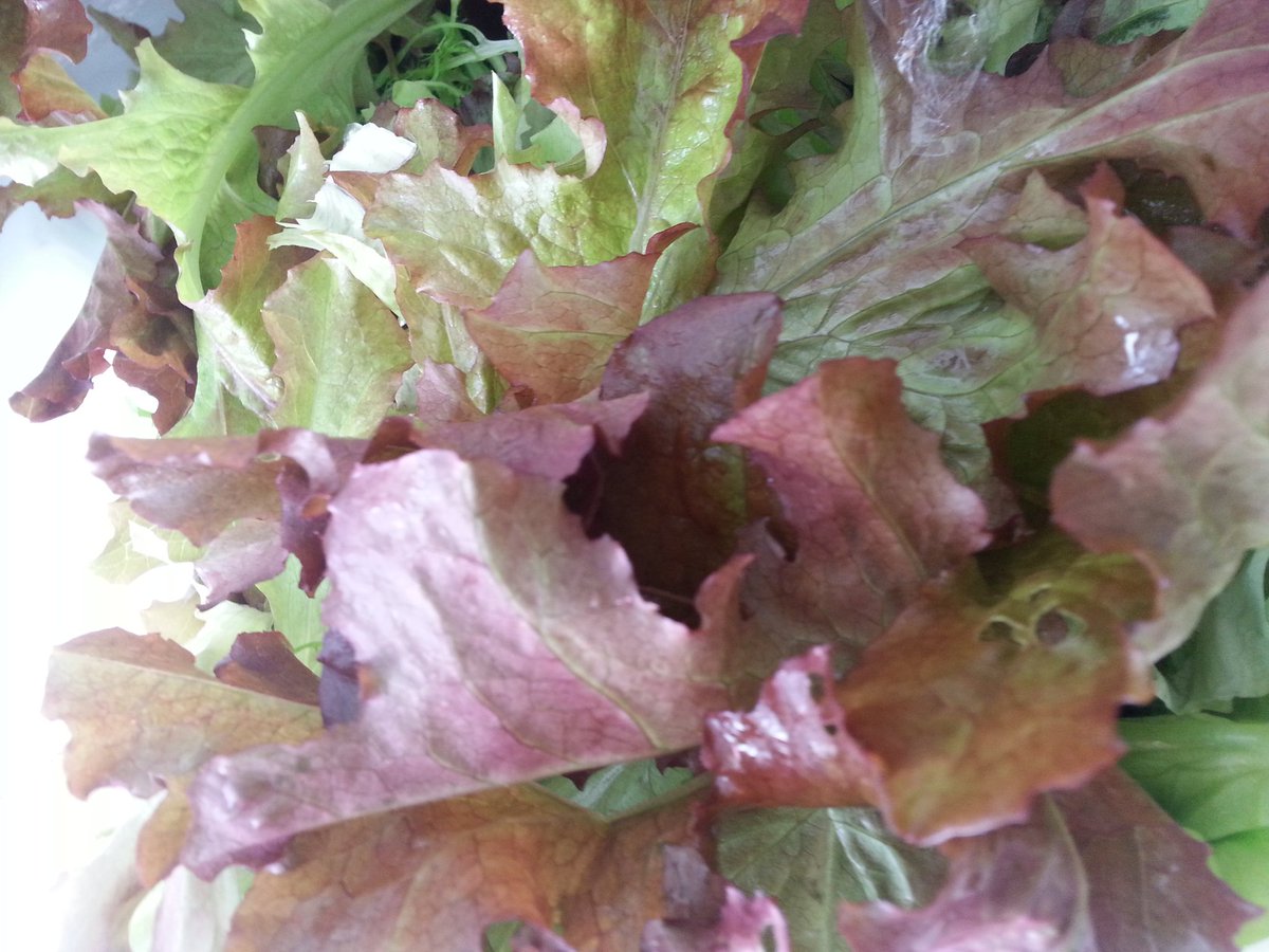 OakleyHallChefs's tweet photo. Lovely fresh #kitchengarden produce for #FathersDay @oakleyhall https://t.co/8WpYAKLkak