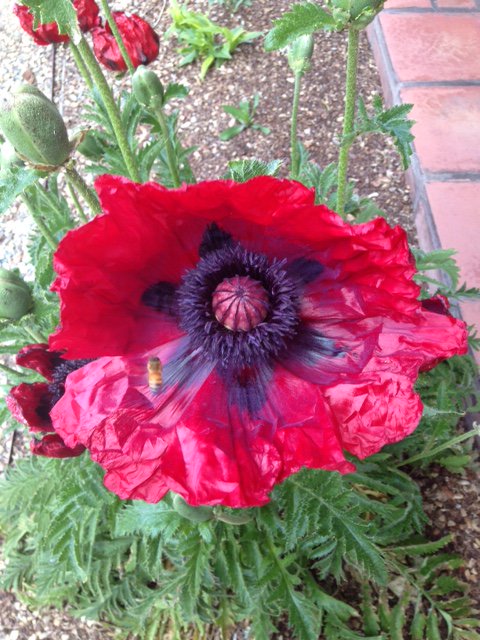 One of my favorites.. "Red Hot" Poppy with Hovering Bee! #Taos, #NewMexico #Landscape #Gardening