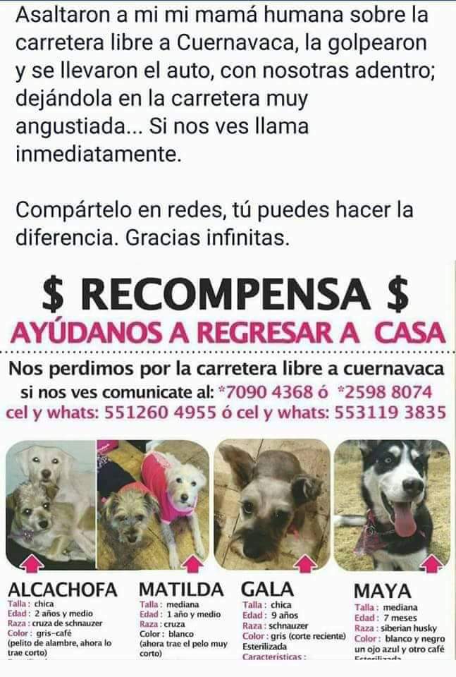 DanSchopper's tweet photo. Por favor difundir! @koncientizando @PrrosPerdidosMX @sebuscaperrito @sebuscaperrito @DefensaAnimal @DefensaAnimal https://t.co/nhOcrOje0o