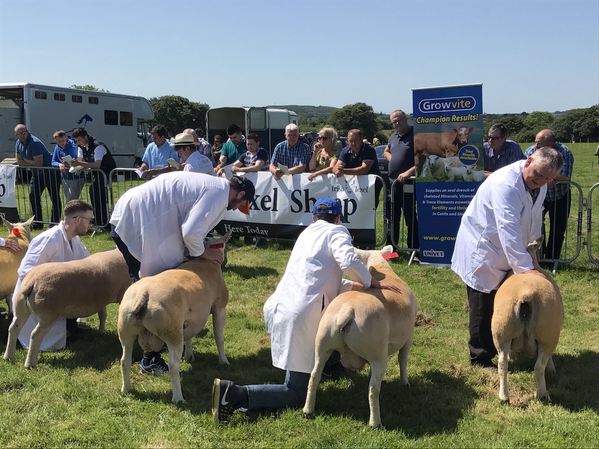 Fantastic day at Gorey Show for Growvite All Ireland Texel Sheep Championships <a href="/IrishTexel/">Irish Texel</a>