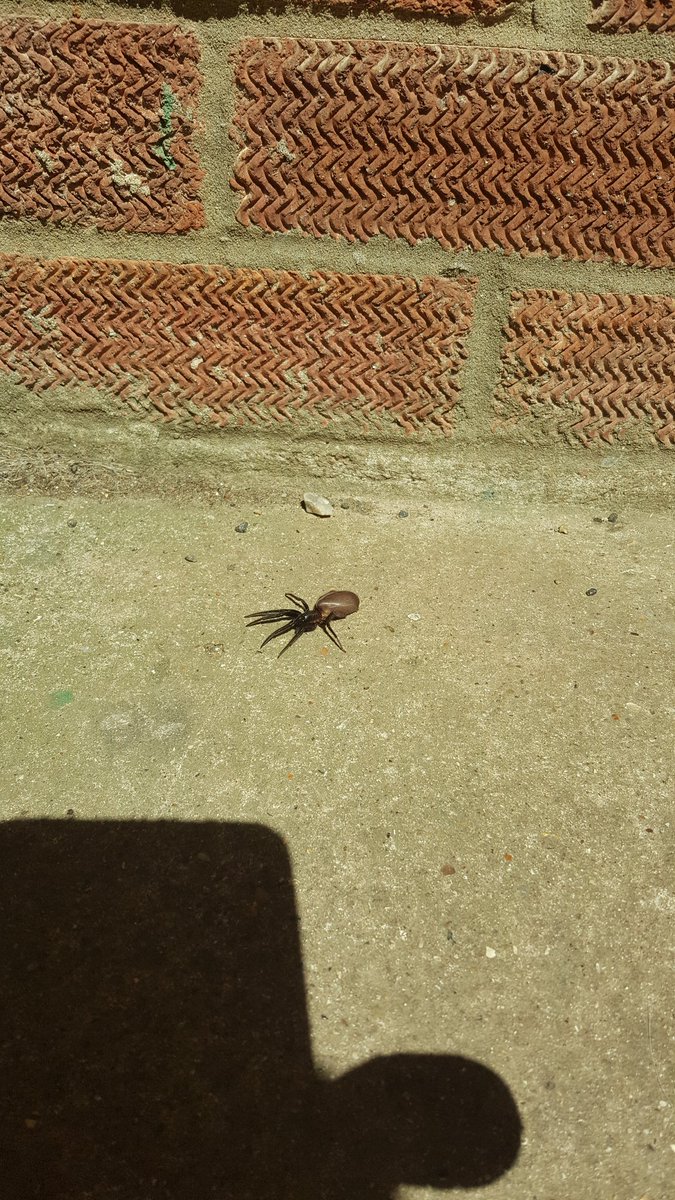 shaz_perry's tweet photo. I'm not one to freak over a spider, but wtf is that on my bottom step??? #monsterspider #itscomingtogetus #saturdaymorning https://t.co/zbPYUNc7JQ