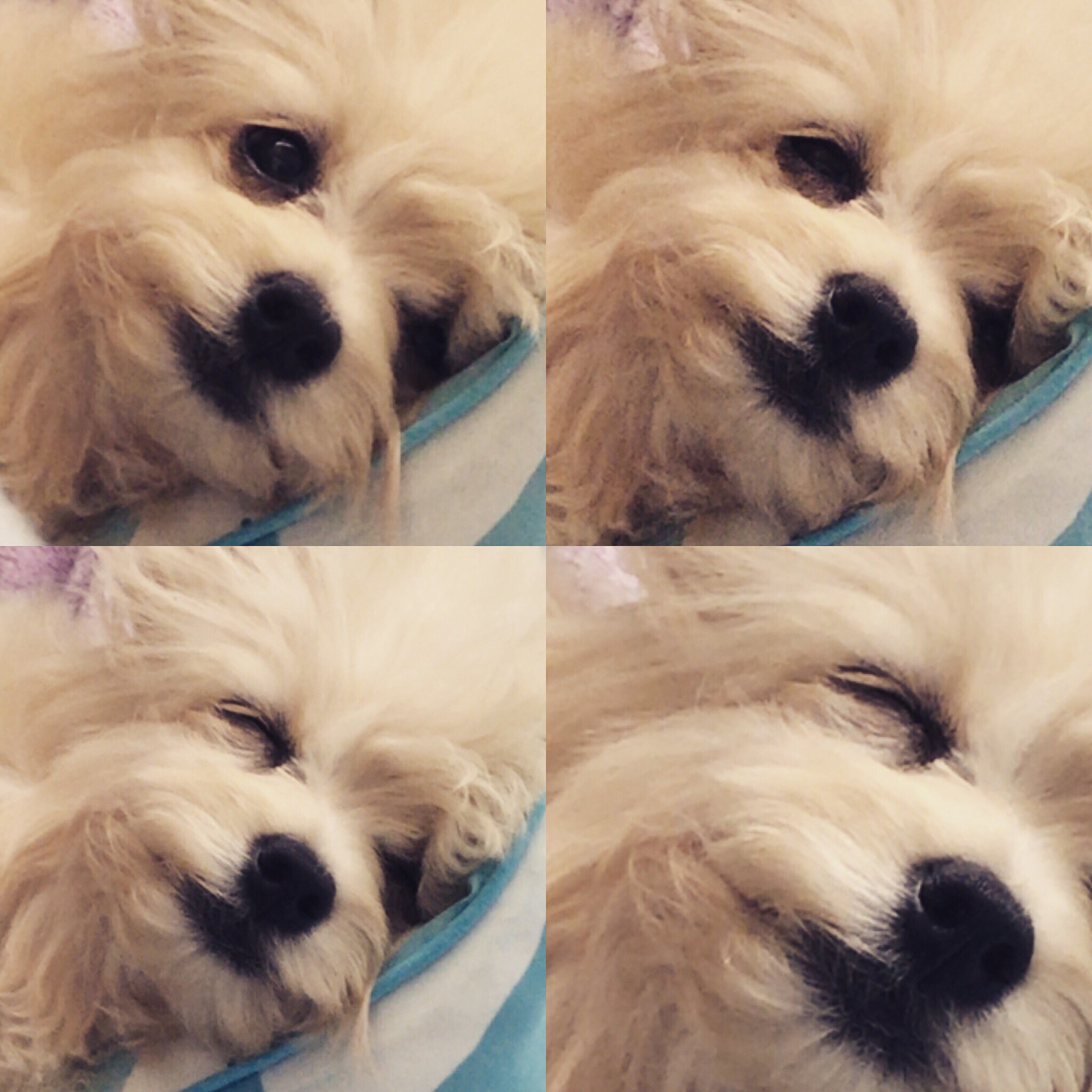 Alaska うちの暴れん坊 寝ながら微笑んでる W 犬種はにゃんたろー メロディのハズだが にゃんたろーのように少しは大人しくなってくれんか 今日は珍しく大人しく寝てました W Toshi Yoshiki にゃんたろう Melody T Co