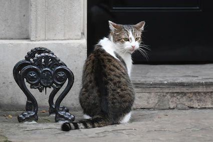 Larry the Cat named best inhabitant of No. 10 in 21st Century thedailymash.co.uk/animals/animal…