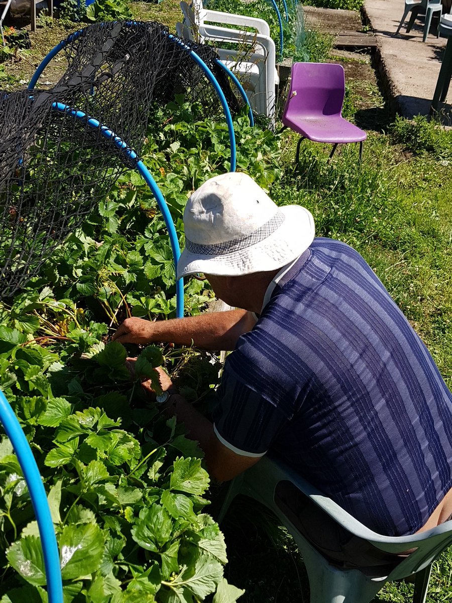 OldNorthStables's tweet photo. Strawberry picking (and eating) @OldNorthStables https://t.co/IRZTnDSNpJ