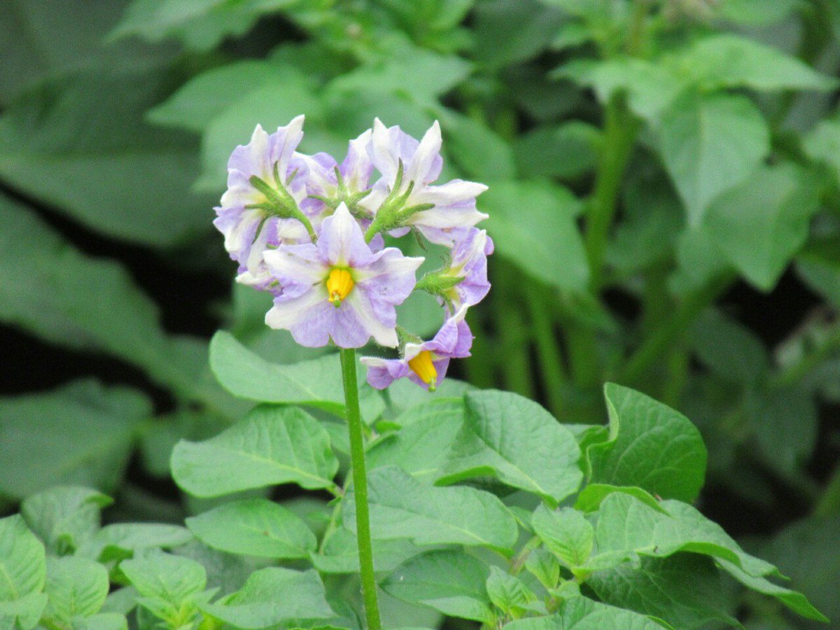1000花 Auf Twitter 398 ジャガイモ ナス科 南米原産 別名ポテト 馬鈴薯 花はナスに似ている 色は白から紫 薄紅など 結実することはまれ 花 野菜 夏の花