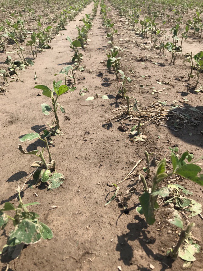 TomUthell's tweet photo. Hail damaged beans are always tough to scout. Hopefully time will help these guys. #rescout https://t.co/zpQt9p7fbZ