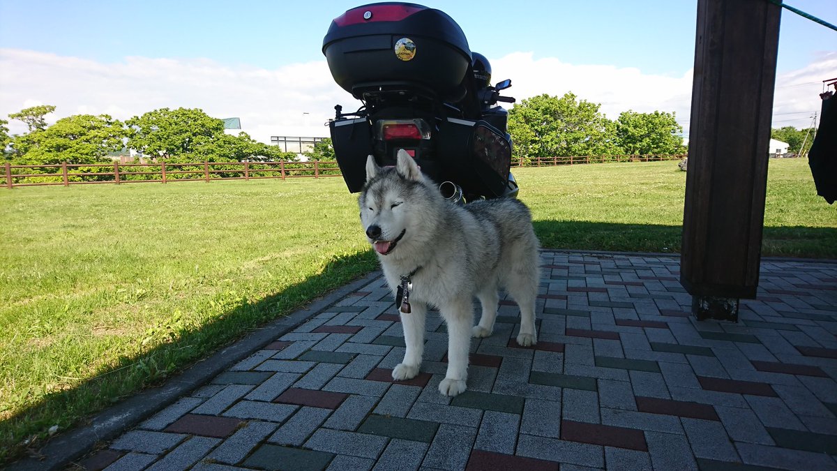 こたつ V Twitter 話し忘れてたんですが 犬とバイクできてる神奈川のライダーさんが昨日同じキャンプ場で寝てたんすよ Twitterでフォローしてる日本一周勢の何人かとも会ってるみたい