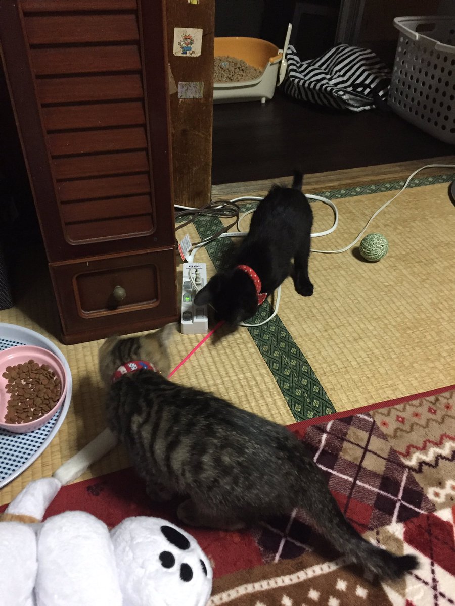 22fool's tweet photo. 本日より家族が増えました( ^ω^ )
キジの瑠璃ちゃんと黒猫の月見ちゃんですv
よろしくお願いします(*´꒳`*) https://t.co/qFl0asJ3US